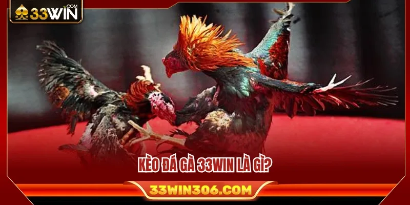 Kèo Đá Gà 33WIN – Cách Đọc Tỷ Lệ Trước Khi Vào Trận 2 Tìm hiểu tổng quan về hình thức kèo đá gà 33WIN