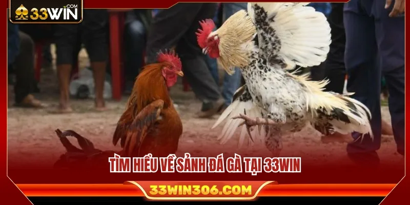 Giới thiệu những điểm nổi bật của sảnh đá gà 33WIN